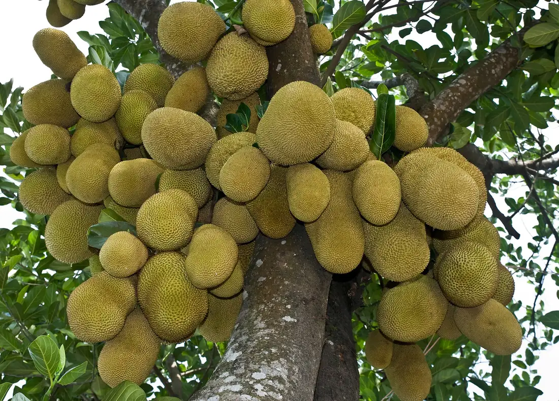বাংলাদেশের কাঁঠালের প্রতিনিধিত্বমূলক ছবি; এটি রামগড়ের নির্দিষ্ট বাগানের ছবি নয়
